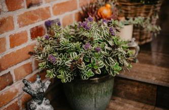 Stary Młyn w Brzeźnicy - Foto 75