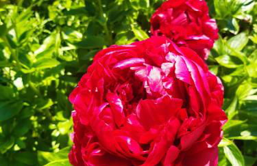 2 Bett Ferienwohnung Kirschblüte - Foto 11