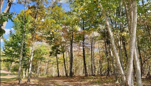 The Lily Pad Cabin, 19 Private Acres, Fire Pit - Foto 5