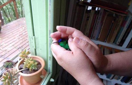 Alugo minha casa na floresta! - Foto 12