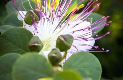 Kucuncy Luxury Apartment - Centro Storico di Lipari - 2 Camere, 2 Bagni - Foto 21