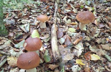 Relaks XXL - Foto 14