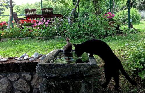 Podere Porcino - Foto 56