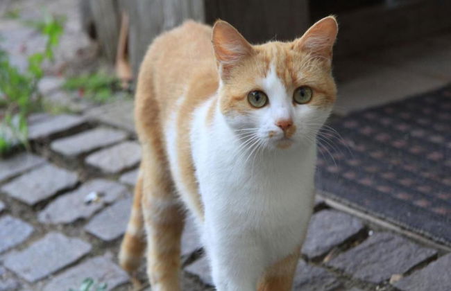 Cevennes Stone Retreat - Foto 19