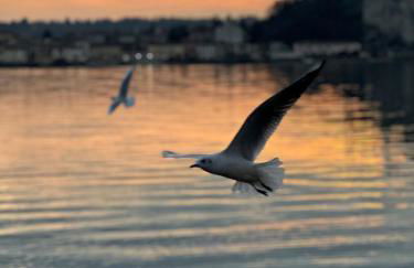 Nest of the Lakes - Between Maggiore, Monate and Comabbio - Foto 17