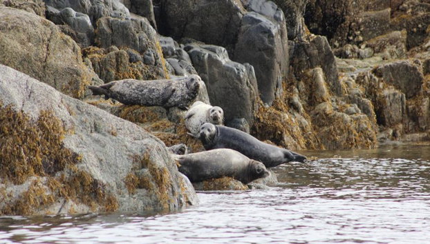 4 Hour Whale and Wildlife Boat Tour - Foto 5
