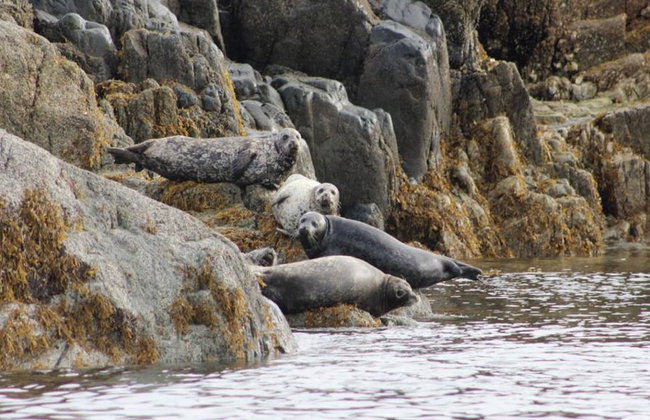 4 Hour Whale and Wildlife Boat Tour - Foto 5