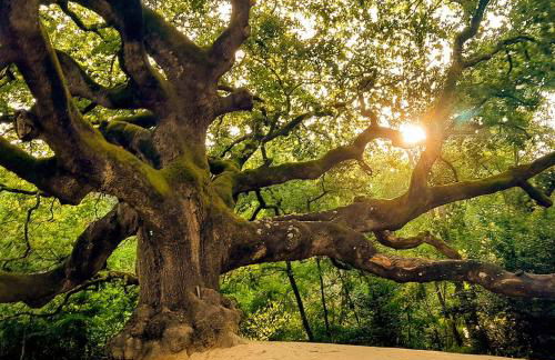 Villa Oliviana - Foto 62