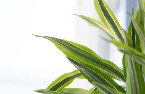 Etheria Comfort House - Photo 22