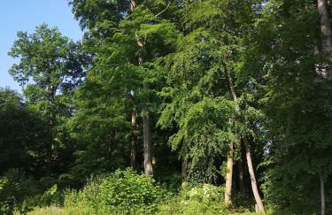 Gästehaus Maria Rast - Foto 65