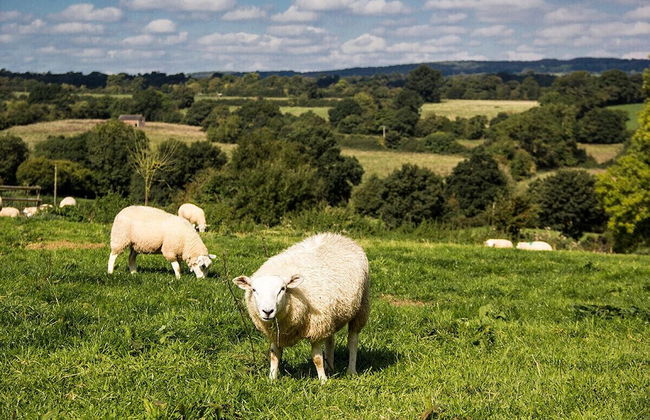 Lower Micklin Farm - Photo 14