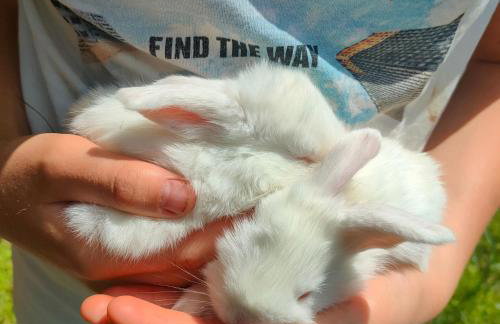 Blisko Lasu - Foto 11