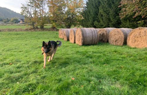 Mr. Sowa Sokolec - Foto 43