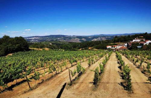 Quinta da Eira Douro Valley - Photo 21