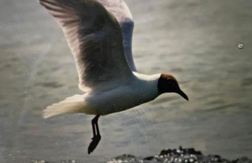 Seestern am Naturstrand - Foto 6