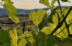 Podere La Selva - Foto 24