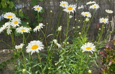 BookingAlsace - Maison Mittelharth Parking Jardin - Foto 50