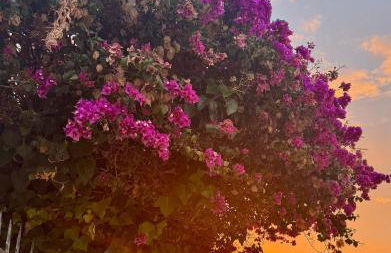 Apartament La Mata - Photo 8