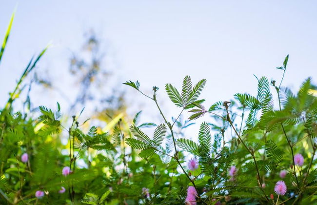 Half Day Botanical Garden And Butterfly Farm - Foto 6