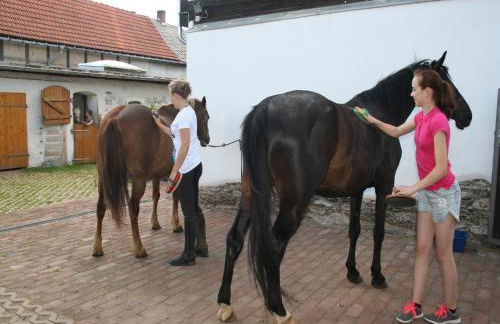 Pferd - Spaß - Entspannung - Foto 13