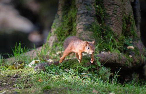 Little Apple Cottage- Free Parking, Hot tub, Fire, Town Centre - Foto 33