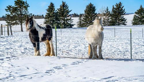 Clear Pikes Peak View, Horses On-Site! Mtn Getaway - Foto 3