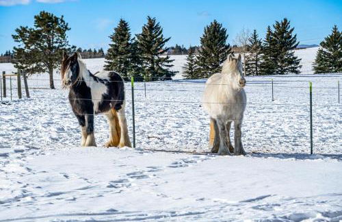Clear Pikes Peak View, Horses On-Site! Mtn Getaway - Foto 3