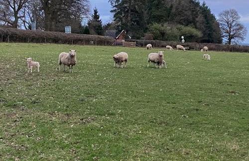 The Boyne Arms Cottage - Foto 11