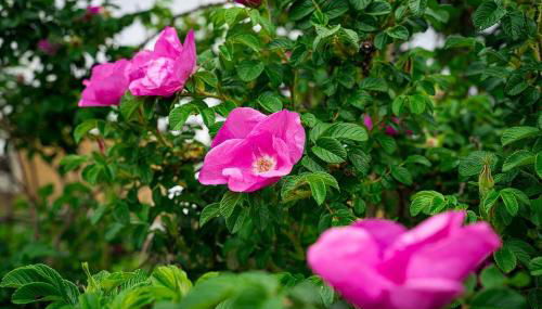 Historic Converted Barn Loft at Sobremesa Farm - Foto 5