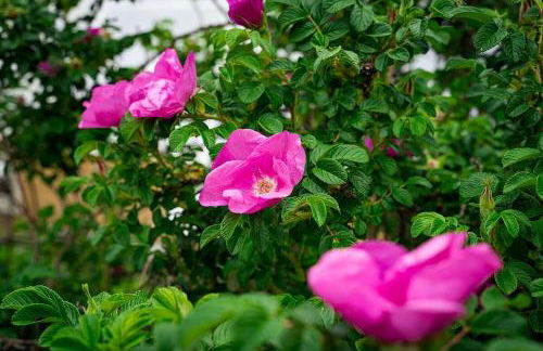 Historic Converted Barn Loft at Sobremesa Farm - Foto 5