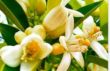 Odori di zagara - Foto 31