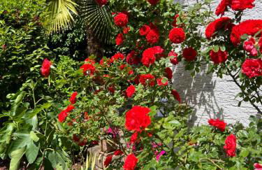 Einliegerwohnung in einer Mühle vor den Toren Frankfurts, ideal für Messegäste oder Stop Over - Foto 12