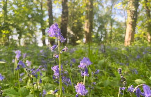 Tranquil One Bedroom Countryside Retreat - Foto 12