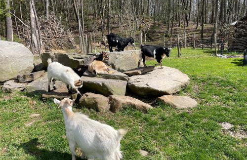 Log Cabin at the Goat Sanctuary - Foto 46