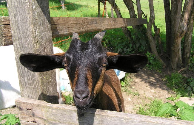 Cozy Apartment in Embach Austria near Ski Area - Foto 23