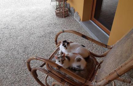 Romantic stone farmhouse studios with private terrace in beautiful Tuscany - Foto 12