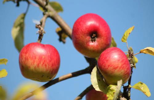 Gemuetliche Ferienunterkuenfte mit Garten in Zweedorf - Foto 132
