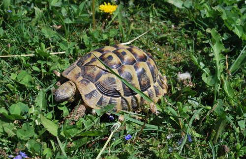 Ferienhof Hummer - Photo 23