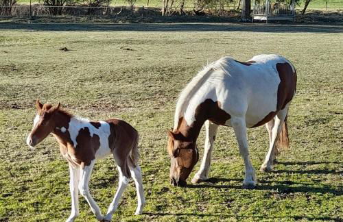 Soggiorno Vacanze Stella Alpina - Foto 9