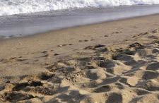 AlgaidaBeach-PaseoLitoral - Photo 58