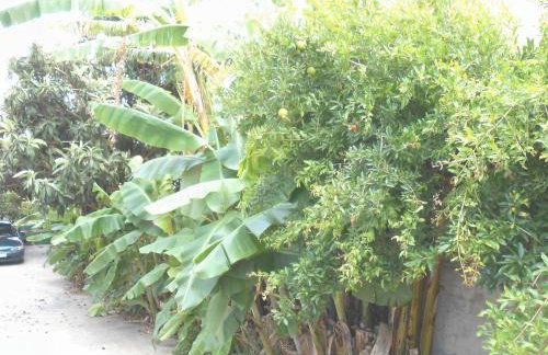 Banana Leaves Flat - Foto 25