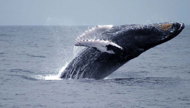 Avistamiento de ballenas en Puerto López