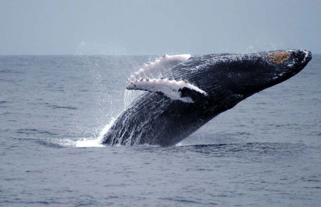 Whale-Watching in Machalilla National Park - Photo 2