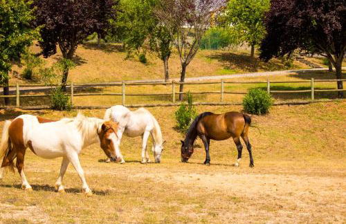 QUINTA DE SANT'ANA - Foto 18