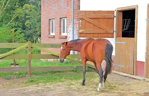 Ferienwohnung Hohen Wangelin - Foto 17