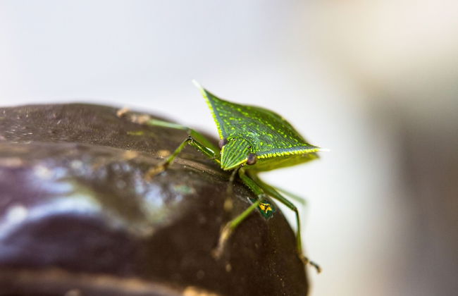 Hotel Fazenda Sete Lagos - Photo 55