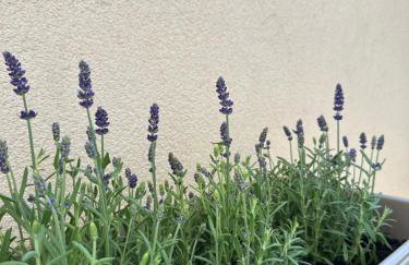 Apartmani Luka & Iva - Foto 26