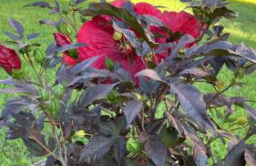 Oasis de verdure en centre-ville - jacuzzi privé - Foto 24