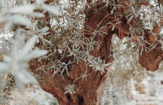 seaview apartment - villa a’more - Photo 14