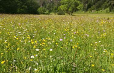 Ferienwohnung Elsbeere - Foto 10